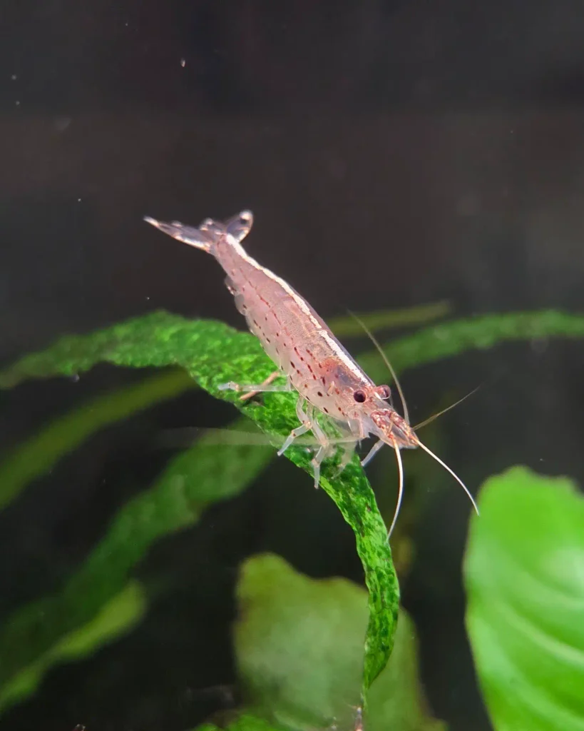 Amano Shrimp