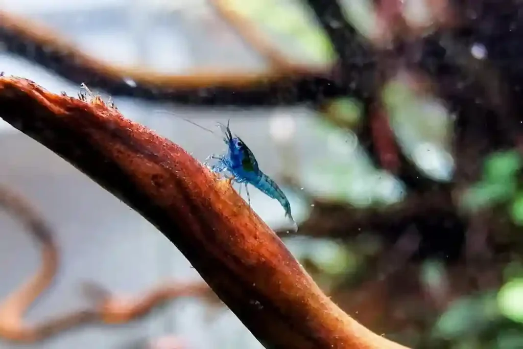 Baby Shrimp