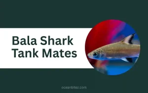 Bala Shark Tank Mates