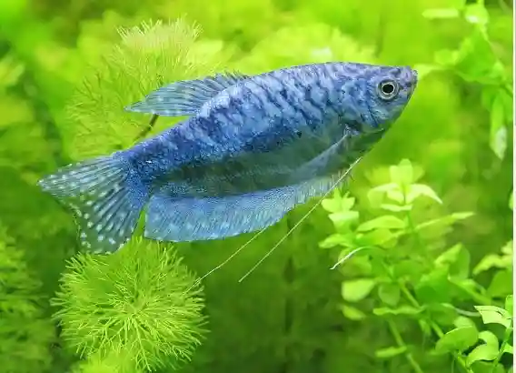 Blue Gourami