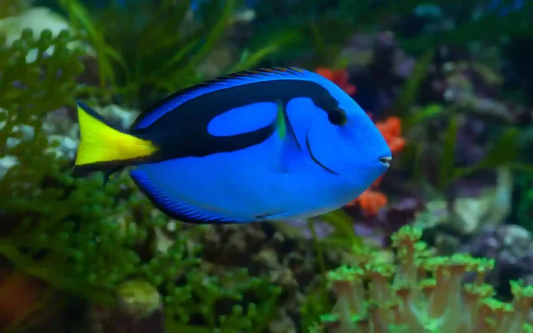 Blue Tang
