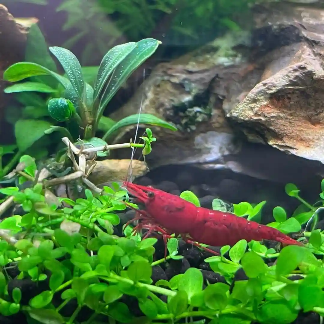 Cherry Shrimp Tank