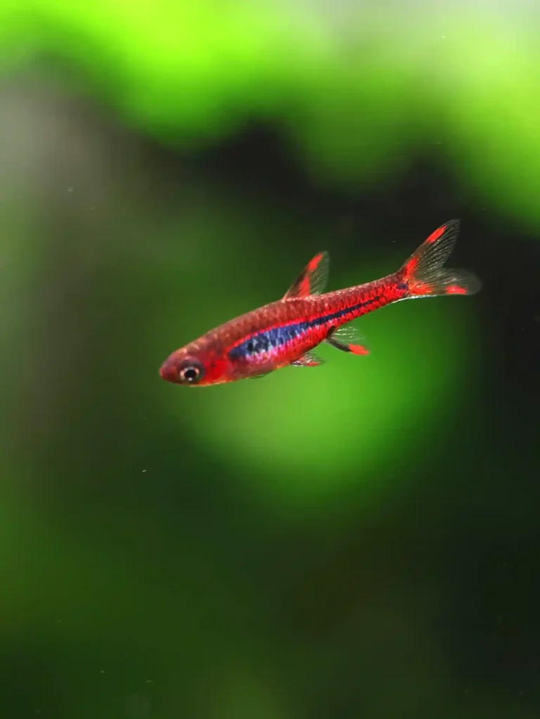 Chili Rasbora Care: Tank, Food and Tank Mates