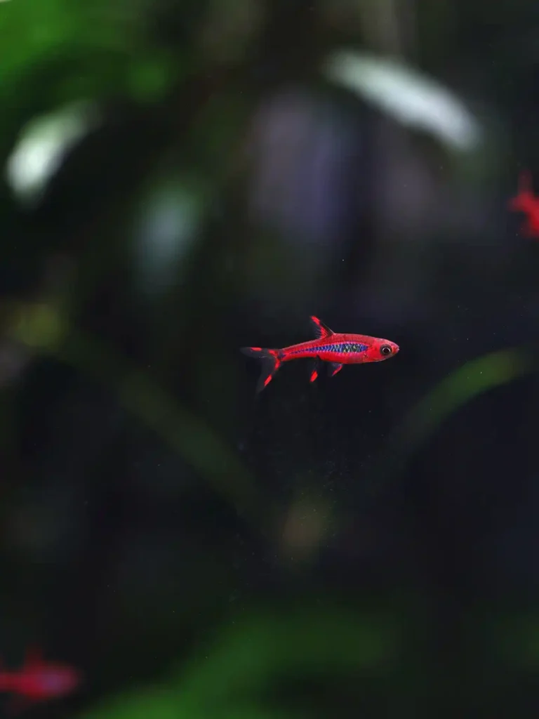 Chili Rasbora in aquarium