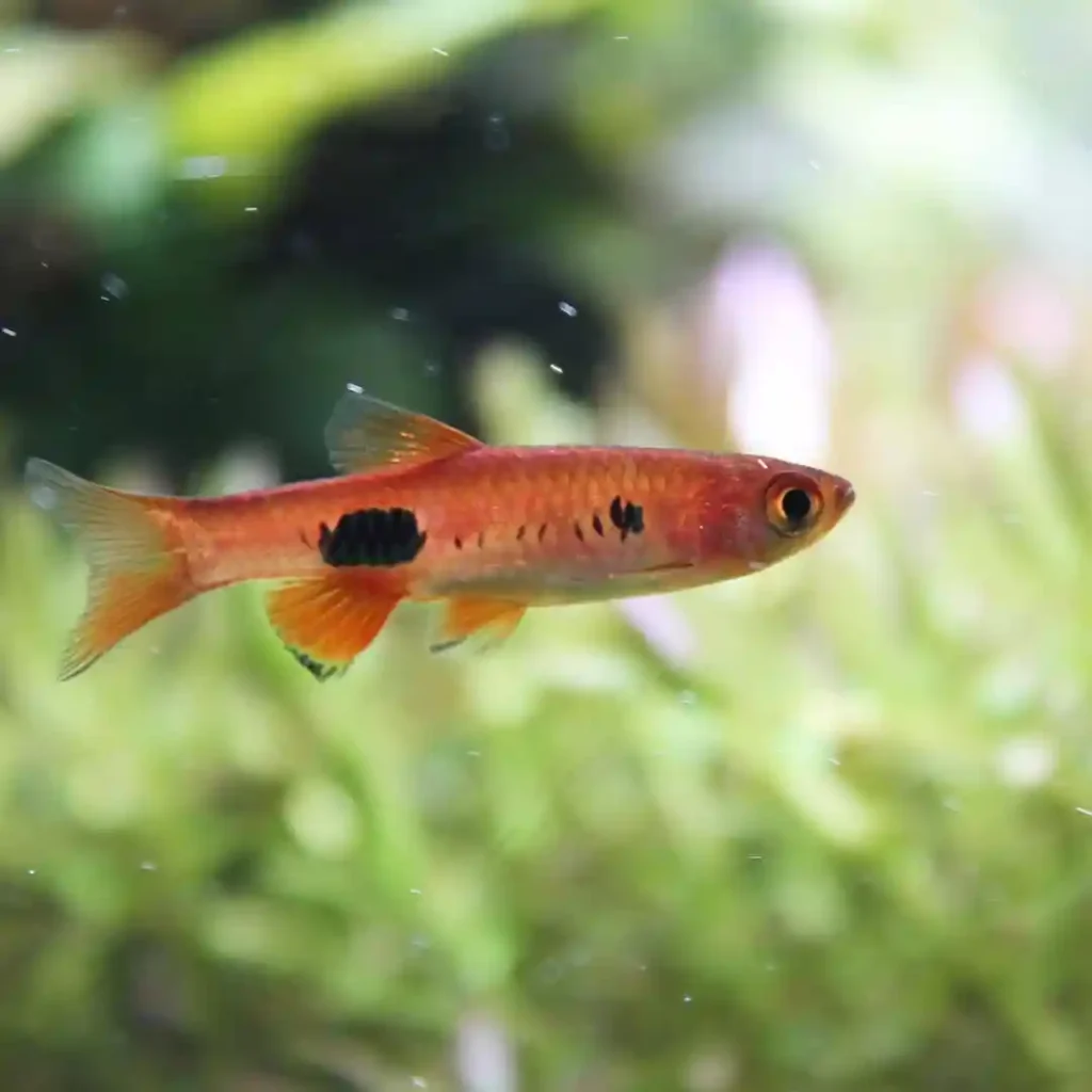 Clown Rasbora