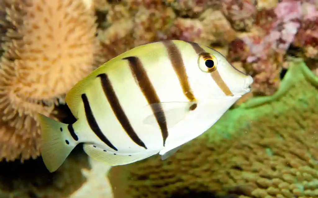 Convict Tang