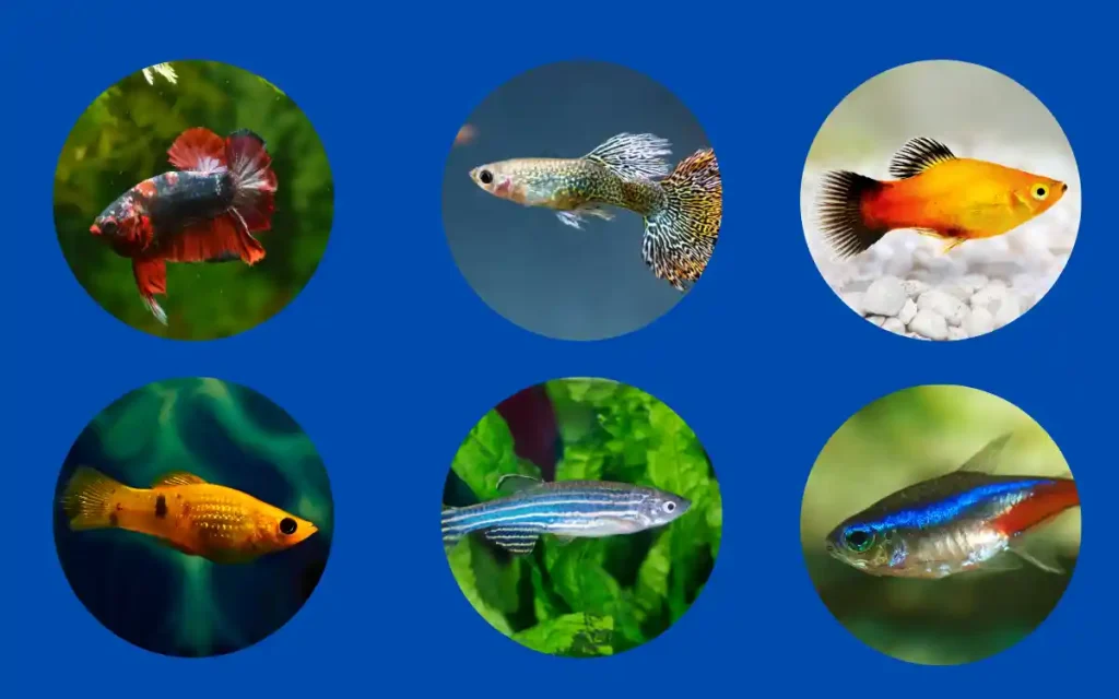 Easiest Fish to Take Care for Aquariums