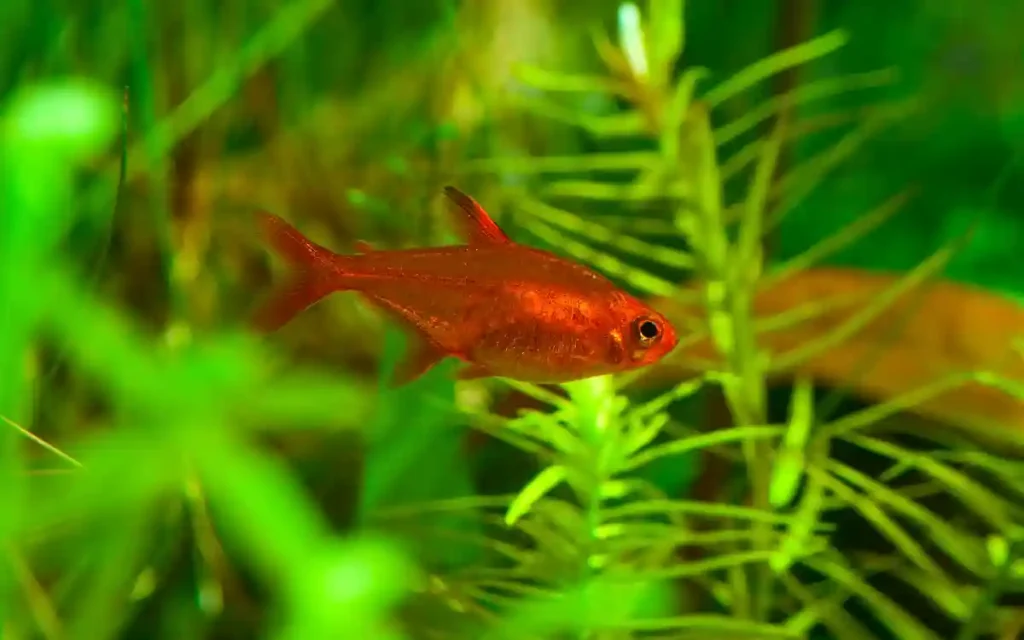 Ember Tetra in aquarium
