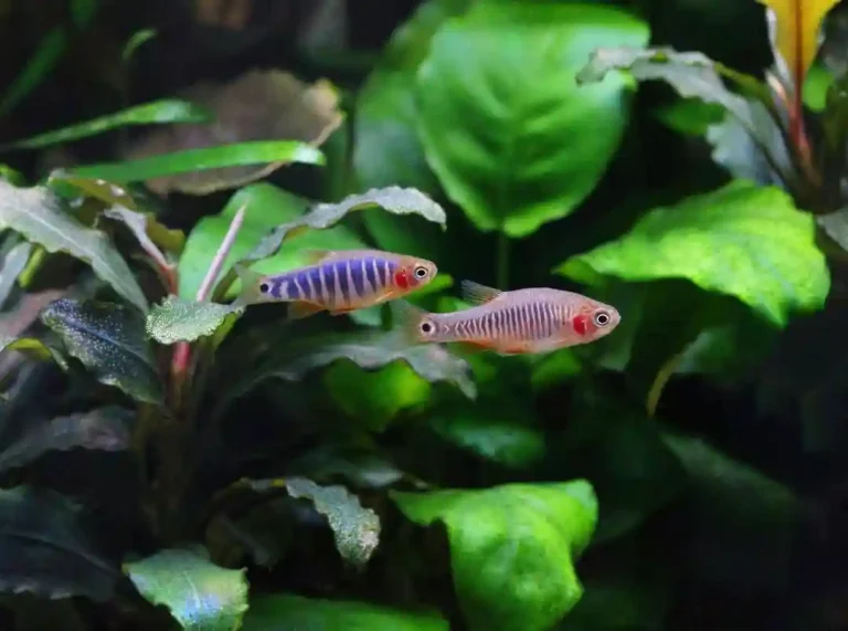 Emerald Dwarf Rasbora