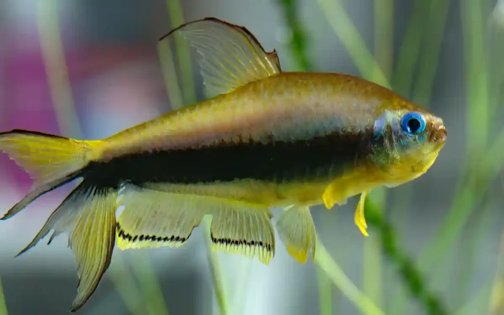 Emperor Tetra