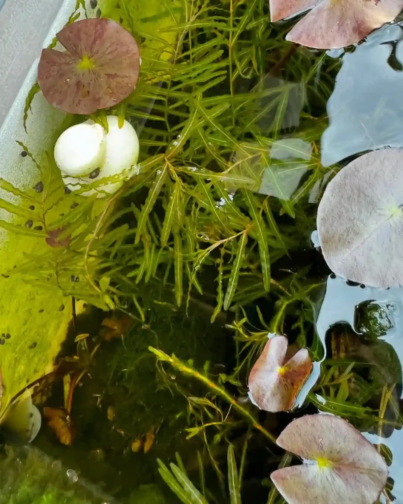 Feed Aquarium Shrimp