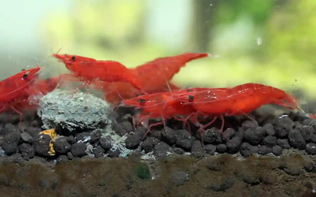 How Often Should You Feed Shrimp