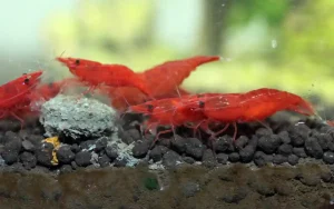 How Often Should You Feed Shrimp