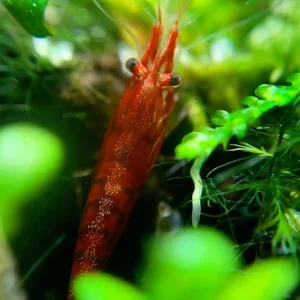 Ideal GH & KH for Shrimp Tanks