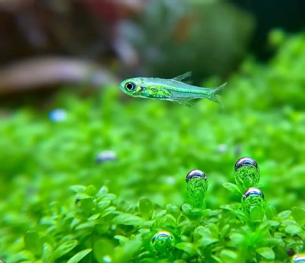 Kubotai Rasbora