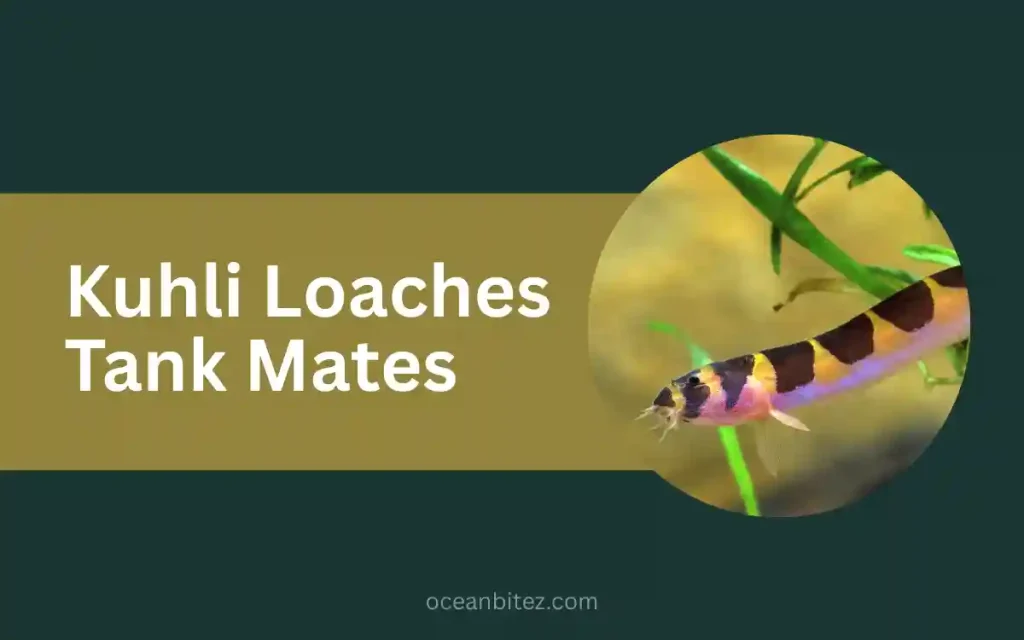 Kuhli Loaches Tank Mates