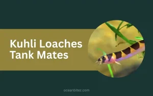 Kuhli Loaches Tank Mates