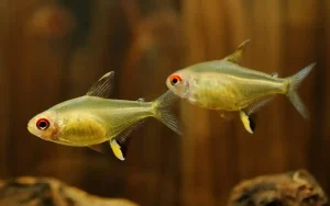 Lemon Tetra