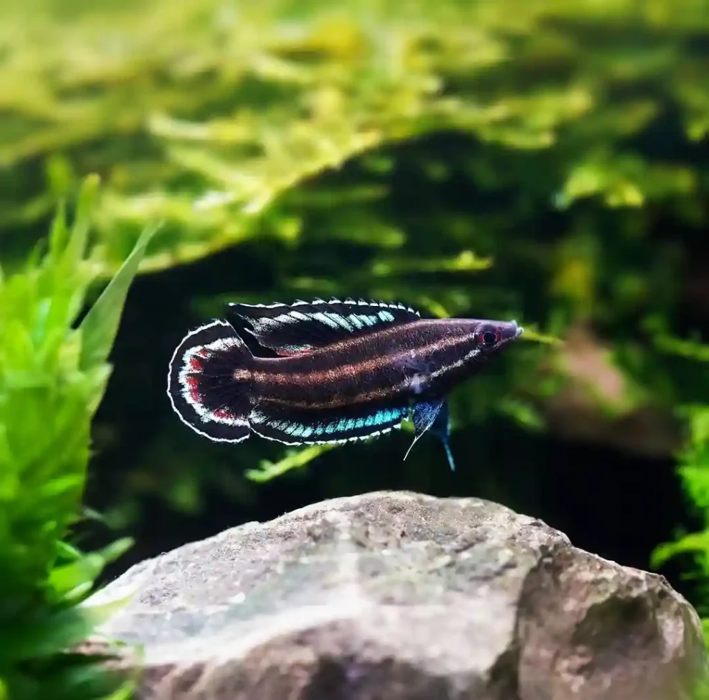 Licorice Gourami