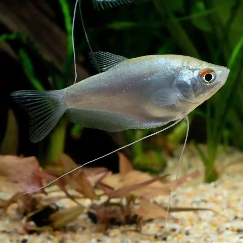 Moonlight Gourami