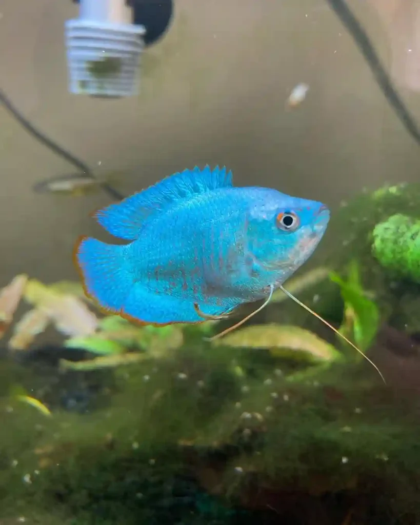 Powder Blue Dwarf Gourami