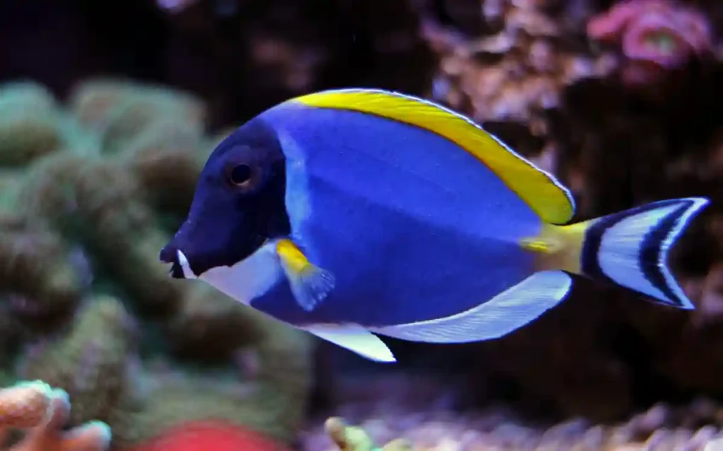Powder Blue Tang