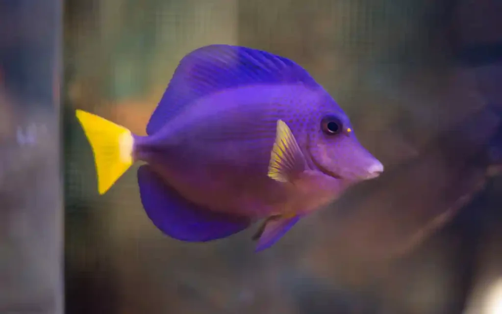 Purple Tang