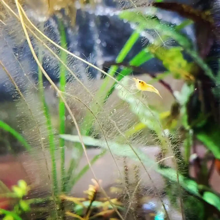Raise Baby Shrimp