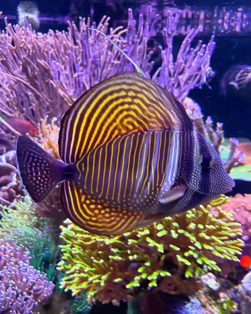 Sailfin Tang