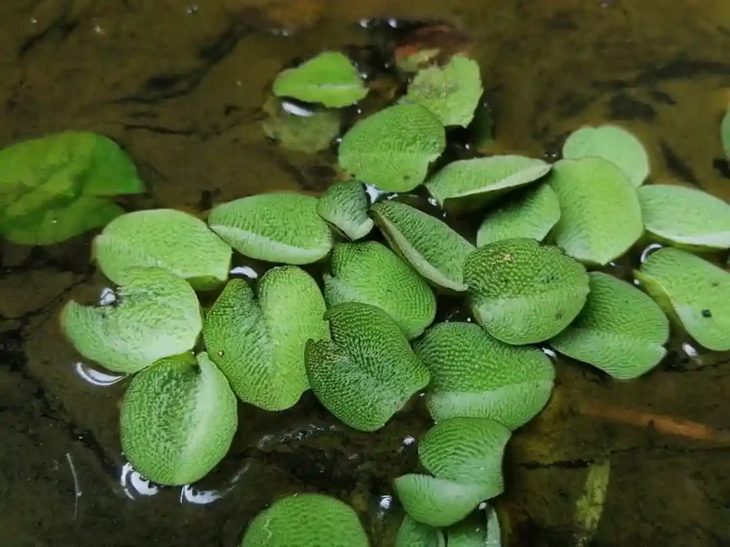 Salvinia