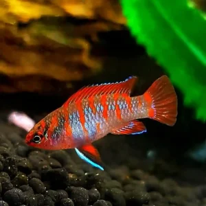 Scarlet Badis Care Guide