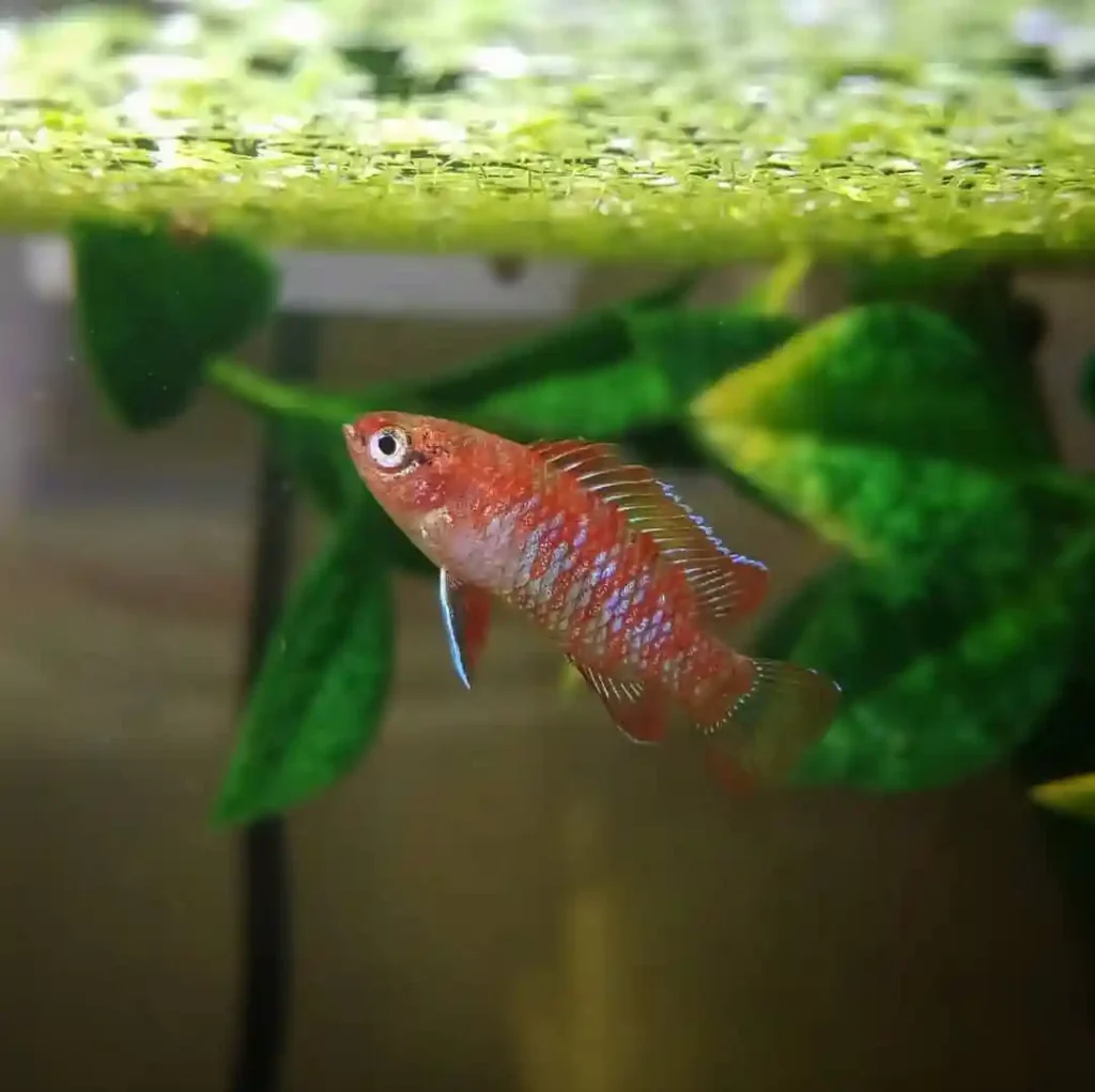 Scarlet Badis in aquariums