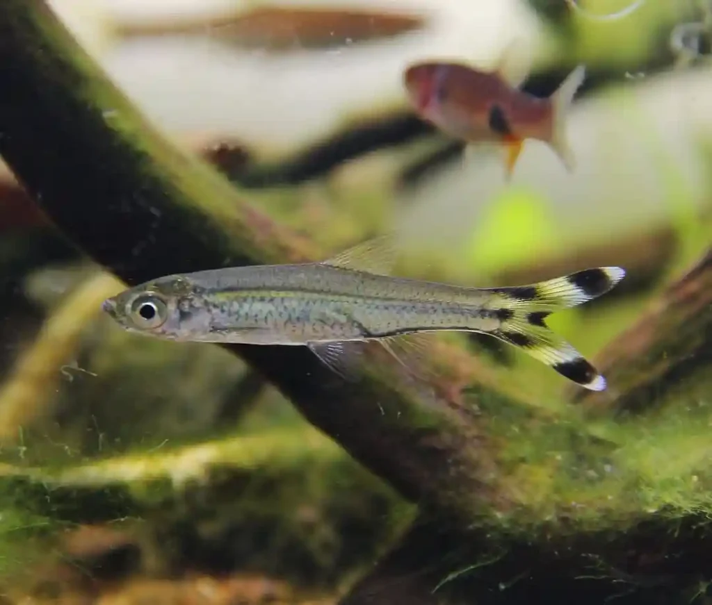 Scissortail Rasbora
