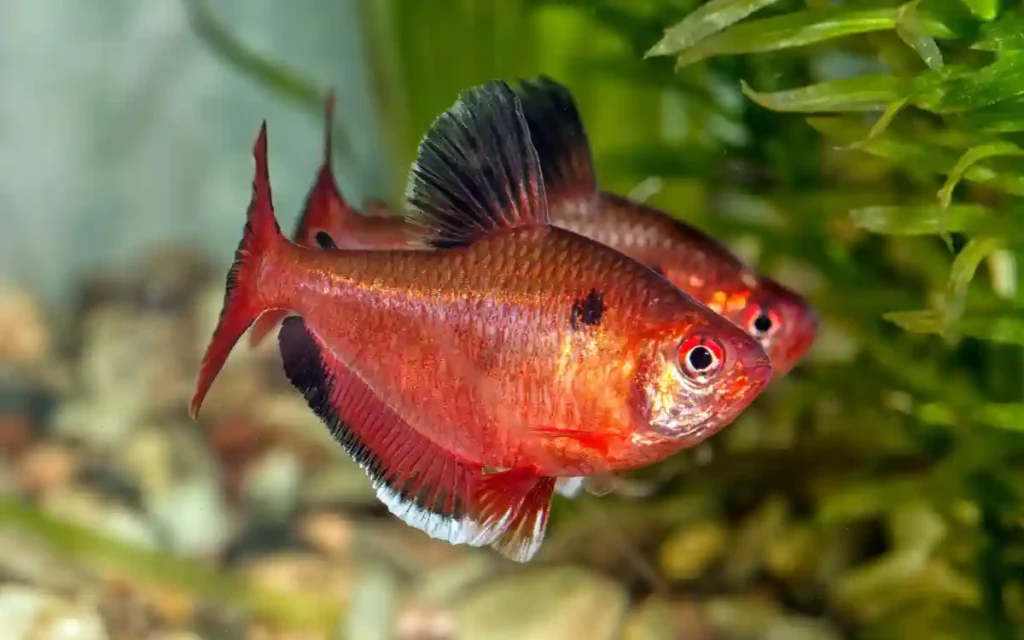 Serpae Tetra
