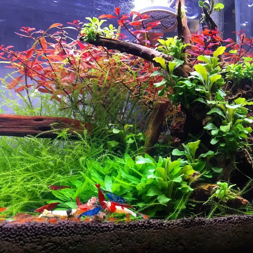 Shrimp Climbing Out of the Tank