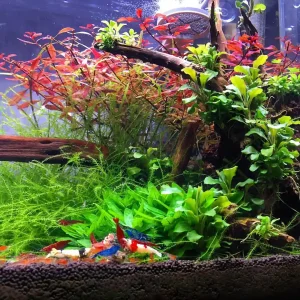 Shrimp Climbing Out of the Tank