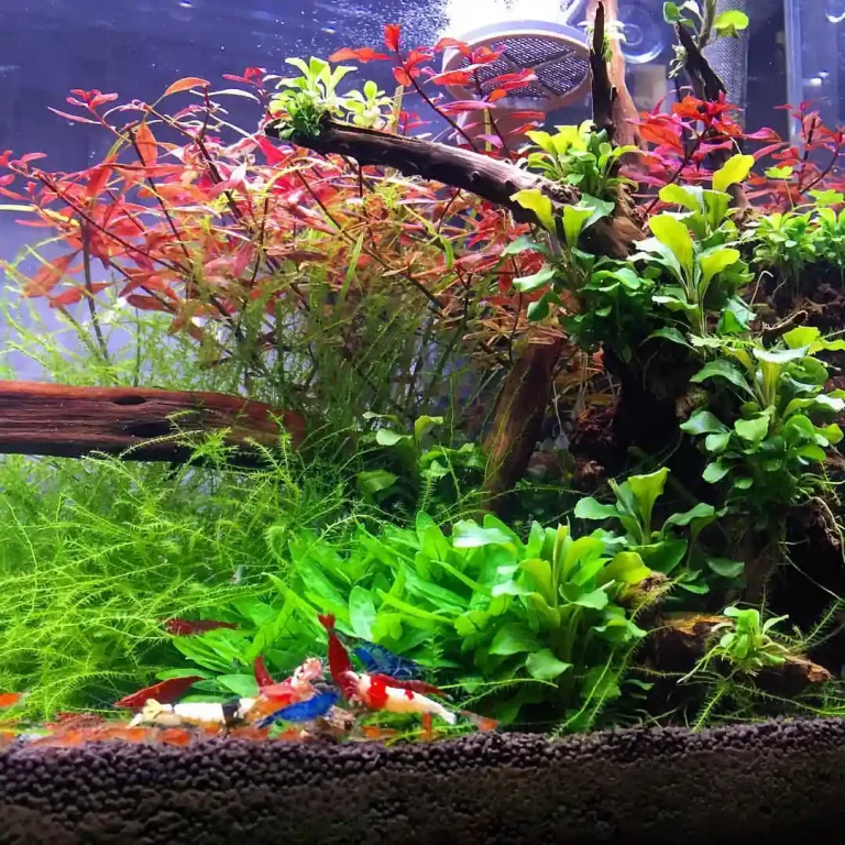 Shrimp Climbing Out of the Tank