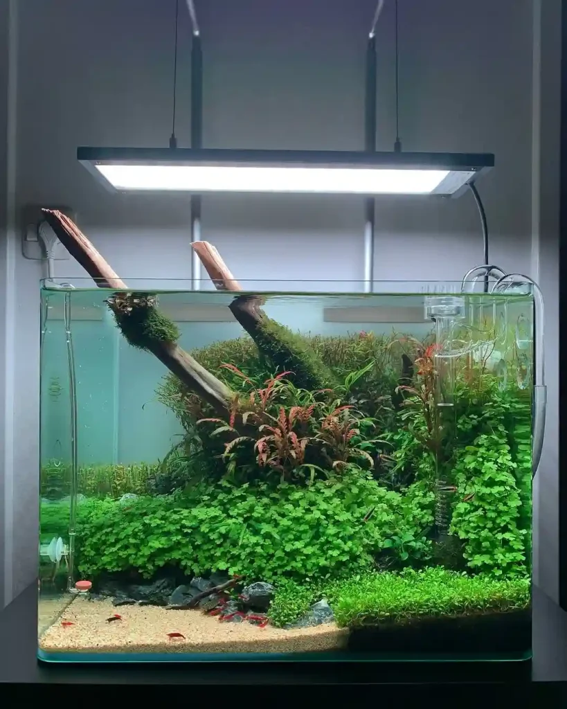 Shrimp Dont Move Much