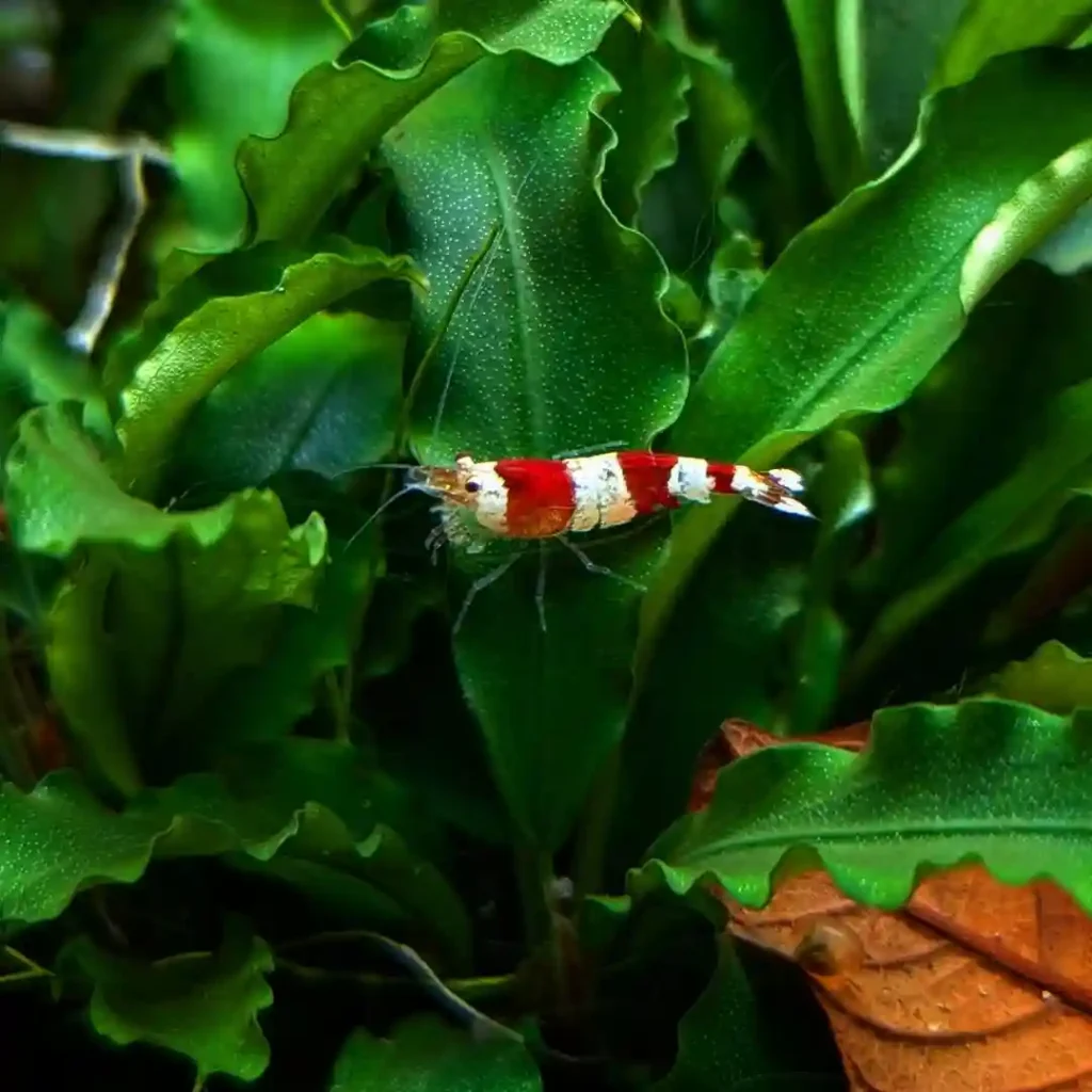 Shrimp Not Moving After Molting