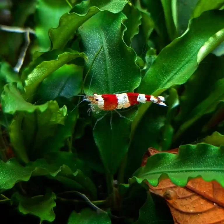 Shrimp Not Moving After Molting