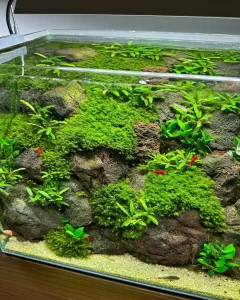 Shrimp Not Moving But Still Alive