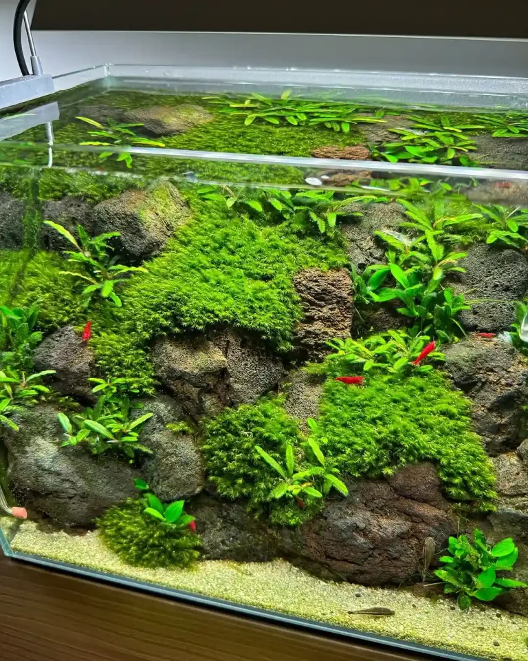 Shrimp Not Moving But Still Alive