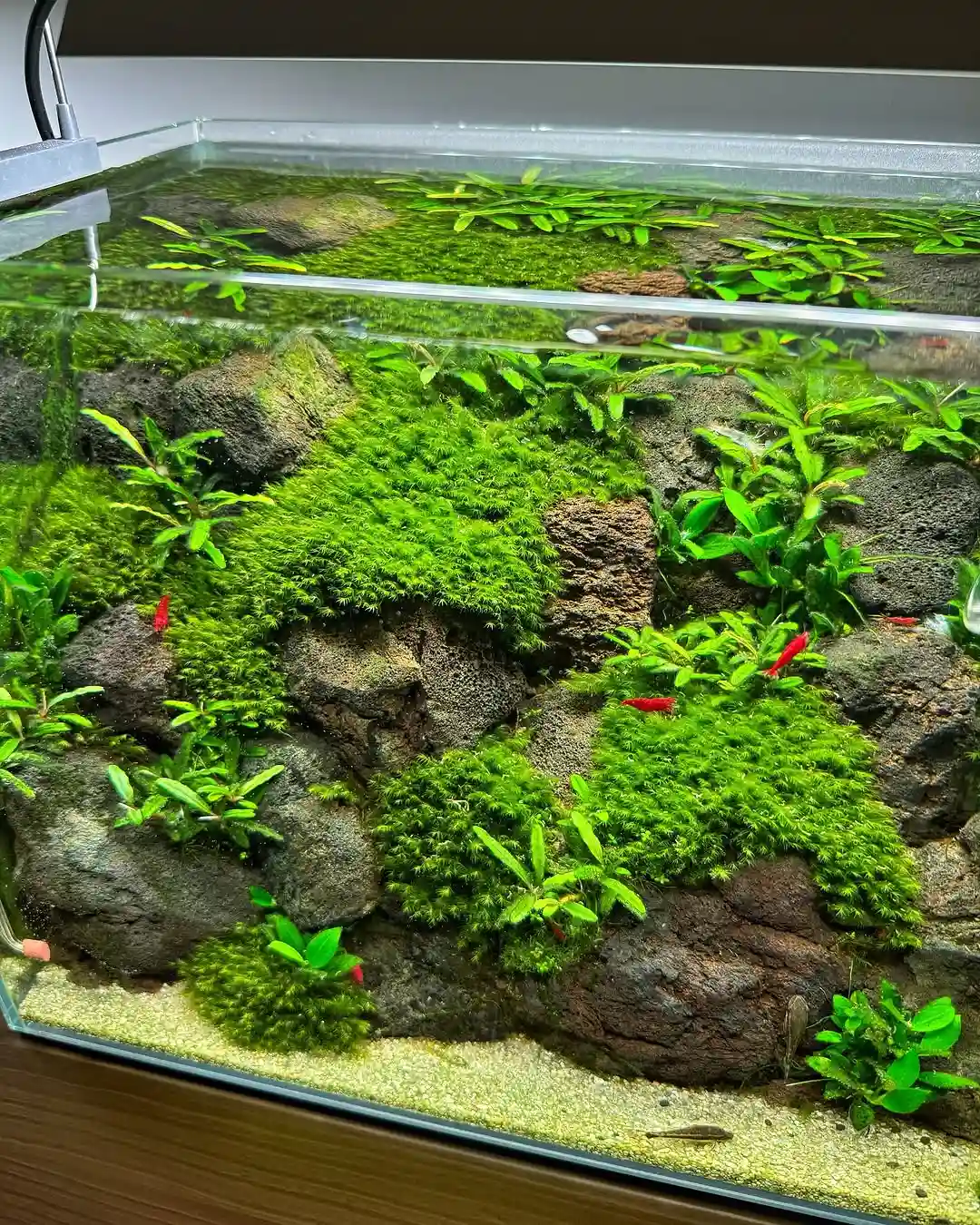 Shrimp Not Moving But Still Alive