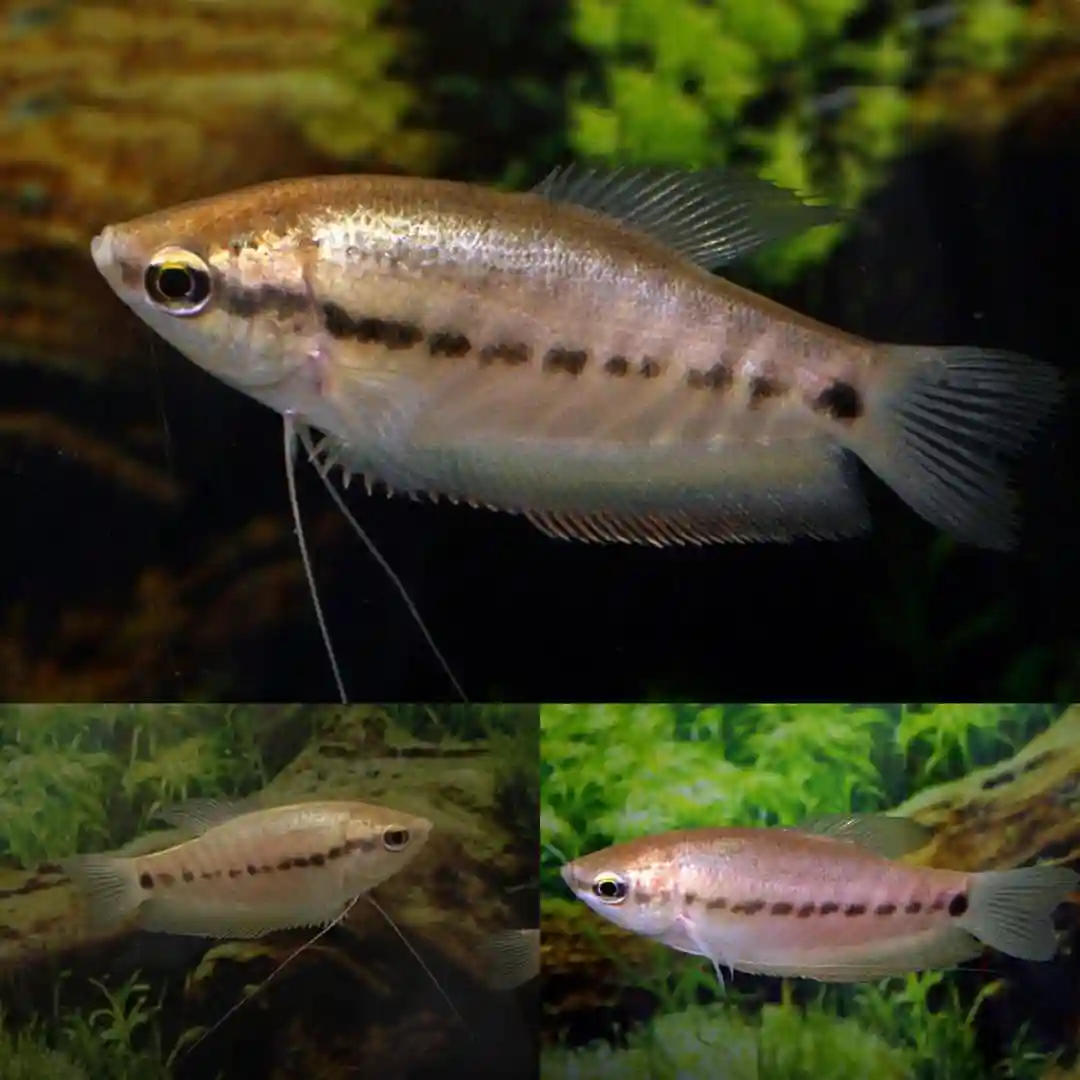 Snakeskin Gourami