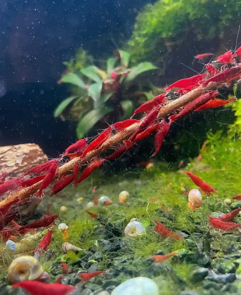 Supplements for Shrimp