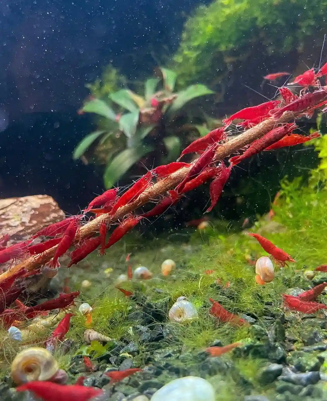 Supplements for Shrimp