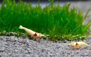 Why Are My Shrimp Dying