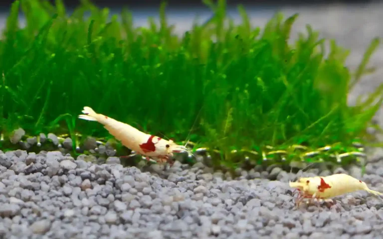 Why Are My Shrimp Dying