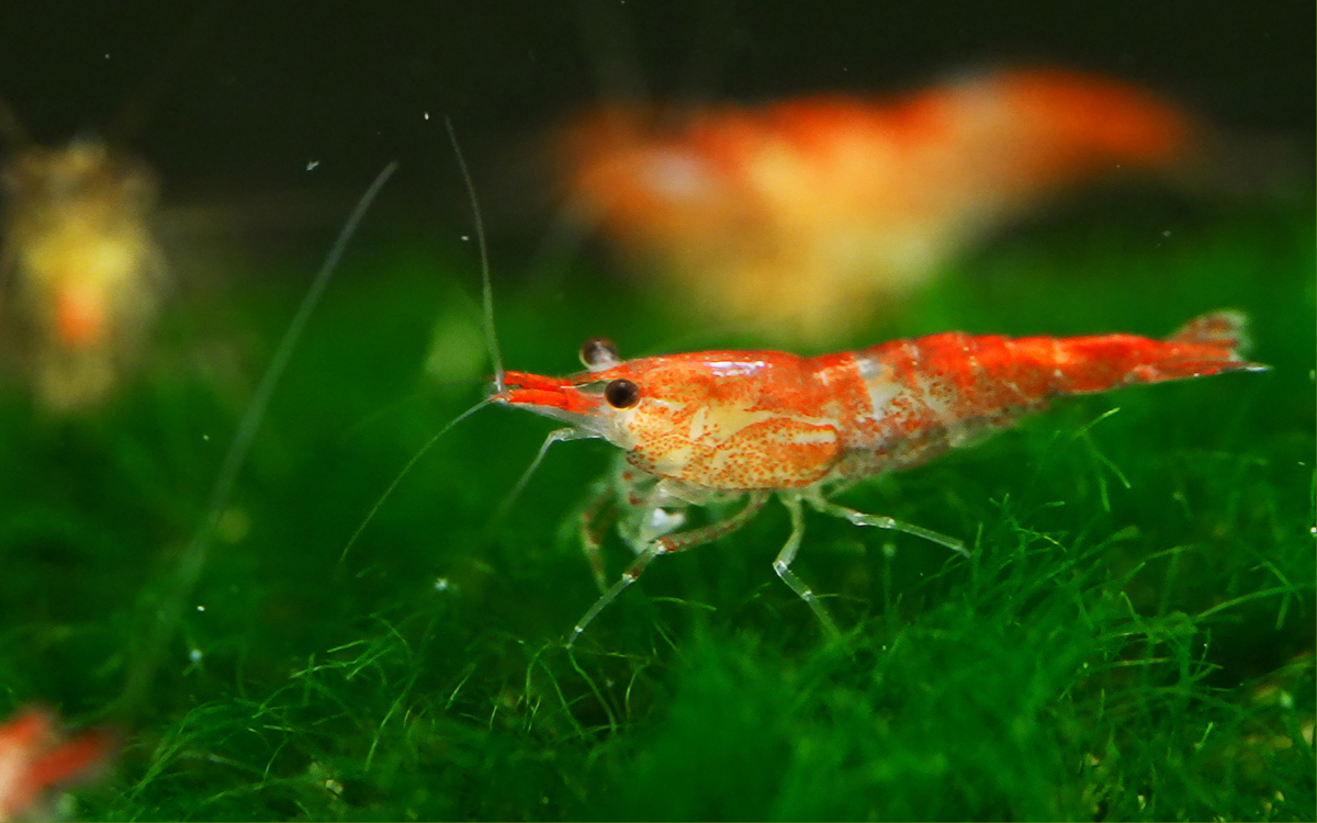 aquarium shrimp feeding