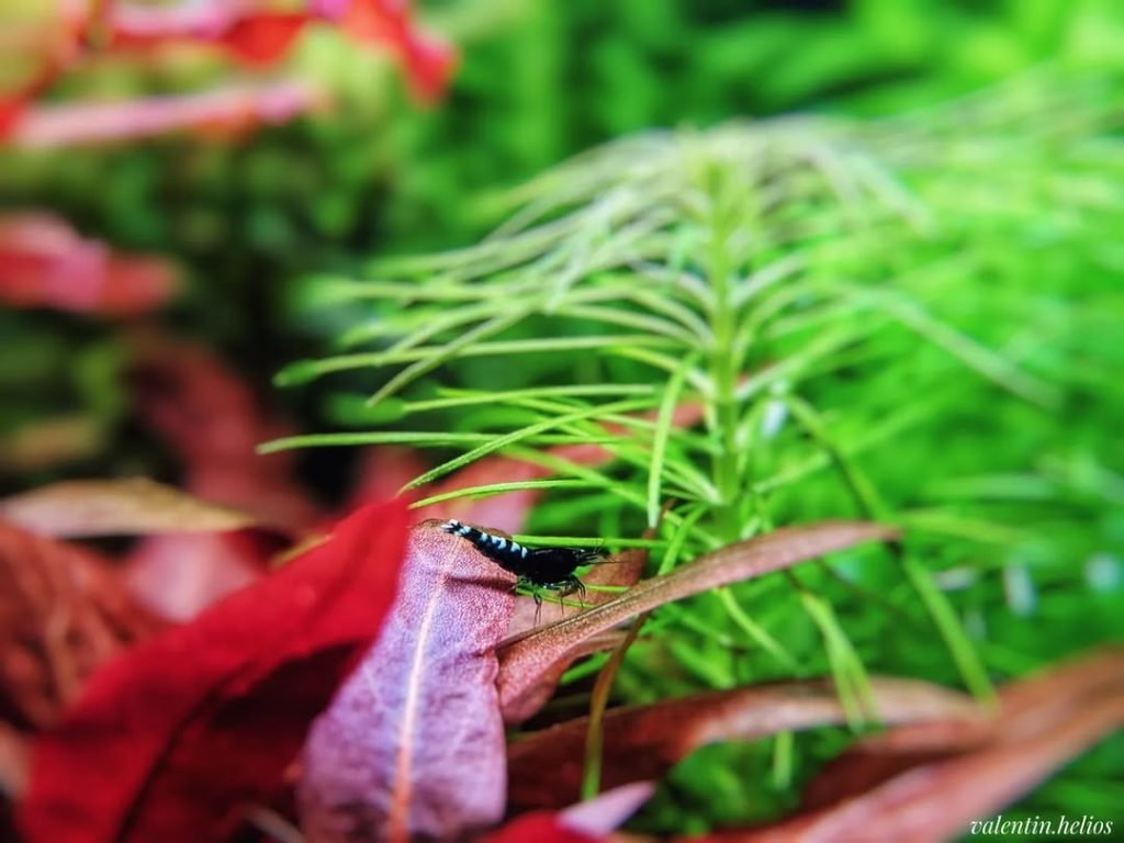 baby shrimp on a tank